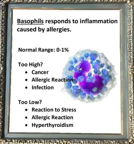 BASOPHIL